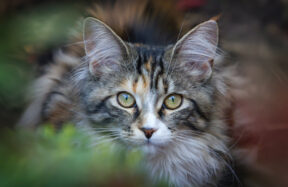 Drucke und Muster: Verspielte Elemente in der Damenmode